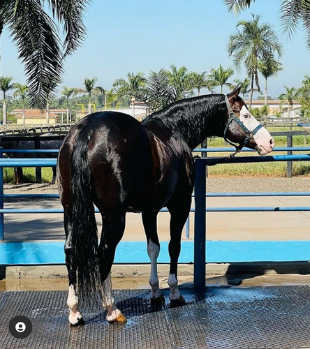 Piso Em Borracha Para Sala De Ordenha Fosso Corredor Equino