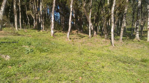 Imagem 2 de 15 de Terreno Para Venda Em Campina Grande Do Sul, Novo Daher - 00283b8_2-1195590