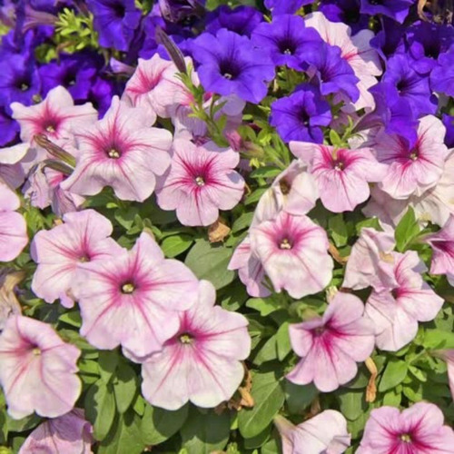 Flor Petúnia Multicoloridas - Frete Grátis