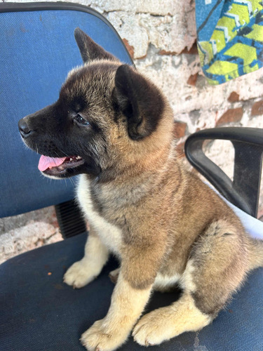 Cachorra Akita Americano