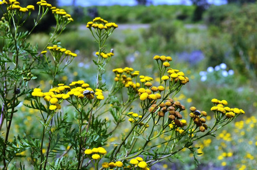100 Semillas De Tanaceto Tansi Tanacetum Vulgare