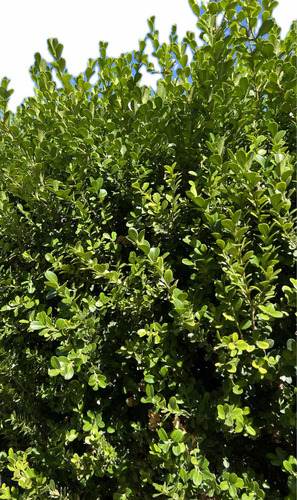 Planta Cerco Vivo Óleo Texano Olea Laurel De Flor Laurentino