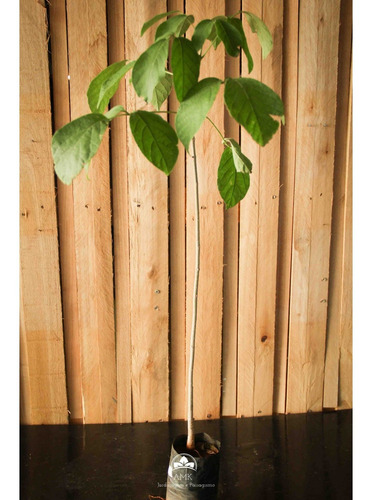 Muda De Ipê Branco Altura De 0,40 Cm A 0,80 Cm