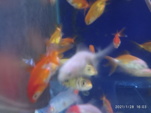 Imagen 8 de 11 de Combo Peces De Agua Fría. Acuario Aquariumba