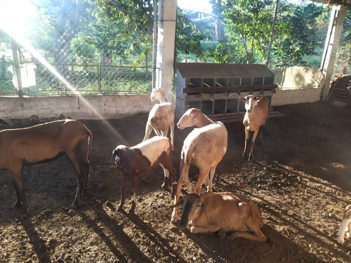 Imagen 11 de 14 de Finca En Yaracuy Municipio Bruzual Cumaripa