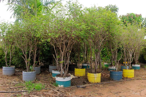 1 Muda De Jabuticaba Hibrida + 2 Coco Anão + 1 Ipê