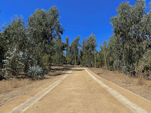El Medano