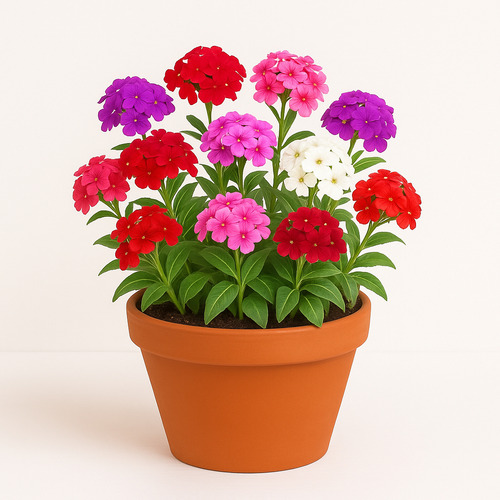 Semillas De Juanitas Variadas 0.4 Gr Multicolor Víta