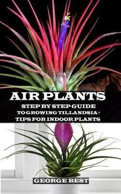 Air Plant : Step By Step Guide To Growing Tillandsia + Tips