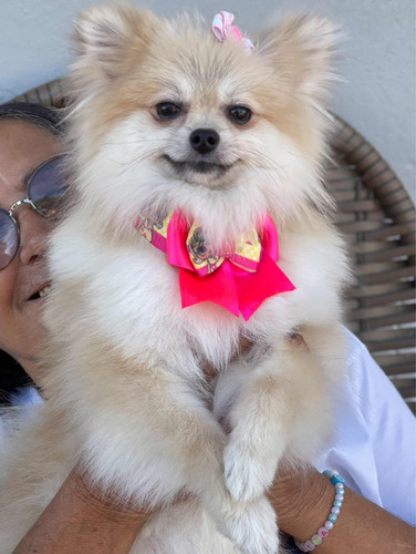 Vende Lulu Pomerania Anao Fêmea Linda Com 3 Anos