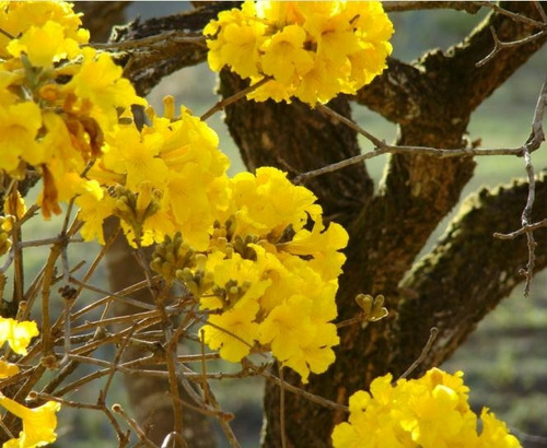 250 Sementes Ipê Amarelo Cerrado(handroanthus Chrysotrichus) | Parcelamento  sem juros