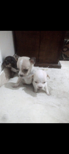 Chihuahuas Para Monta