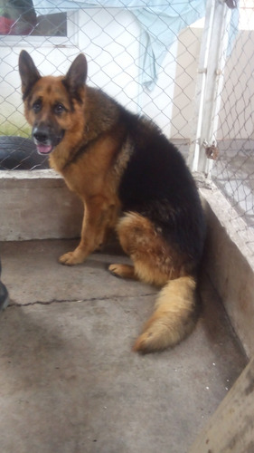 Ovejeros Alemanes Cachorros 45 Dias