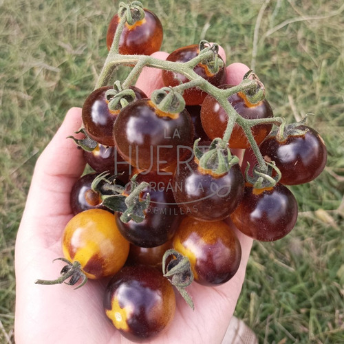 Semillas Tomate Cherry Blue Gold Berries! Superproductivo