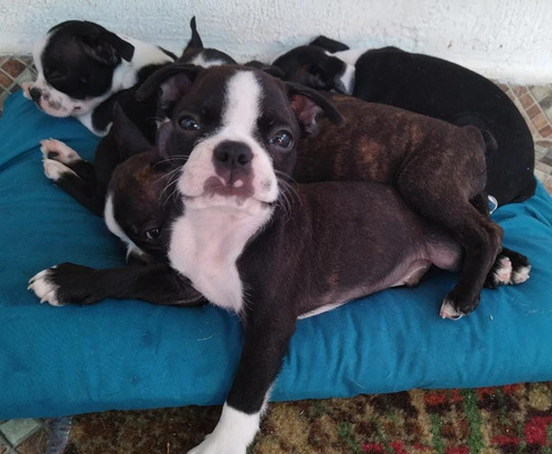 Boston Terrier Mini: 1 Macho 2 Hembras