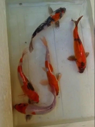 Carpas Koi Nishikigoi Coloridas 20cm Peixe Aquário Lago