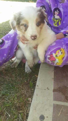 Criadero Imperial Pets  Border Collie