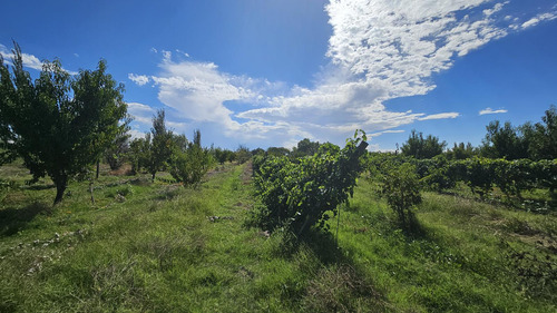 Finca De 3.7 Ha En Producción