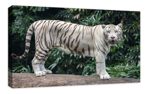 Cuadro Canvas Decorativos Tigre Albino