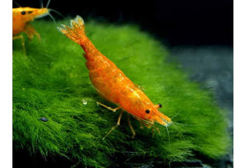 Gambas Orange. Neocaridinas. Camarones