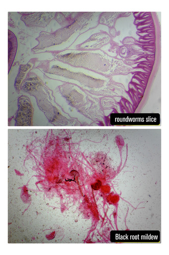 Microscópio Profissional De Laboratório Biológico 3mp, 1500x