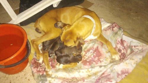 Imagen 3 de 5 de Vendo Cachorros Boxer