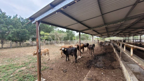 Rancho En Venta En Kinchil Yucatán