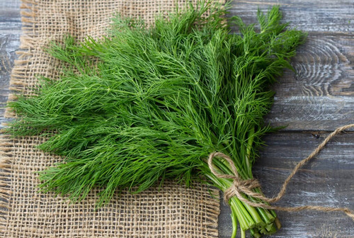 Semilla De Eneldo Dill Bouquet Bolsa 1 Lb