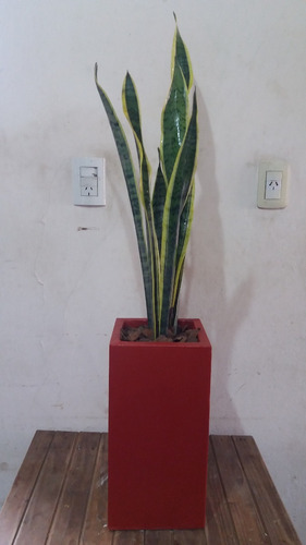 Plantas Interior-exterior +maceta Prisma Fibrocemento+tierra