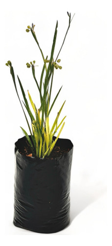 Aristea Ecklonii / Ornamental / Pack 5 Unidades