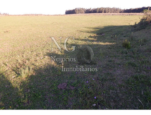 3 Hec. De Muy Buen Campo Con Contenedor Hecho Vivienda