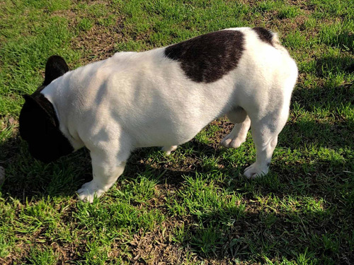 Bulldog Francés Para Monta