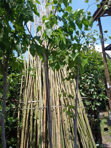 Imagen 2 de 9 de Arbol De Tilo - 3m. 6 Años. E.gratis