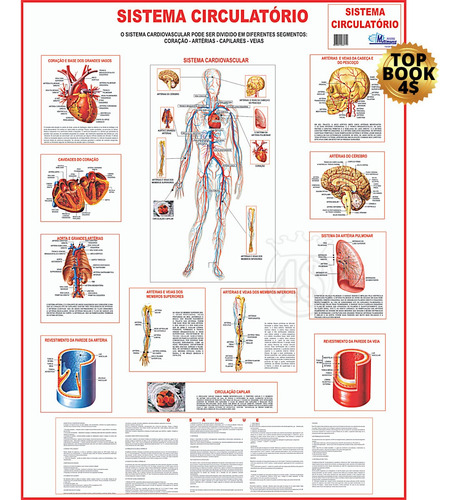 Mapa Corpo Humano Sistema Circulatório Gigante Promoção!