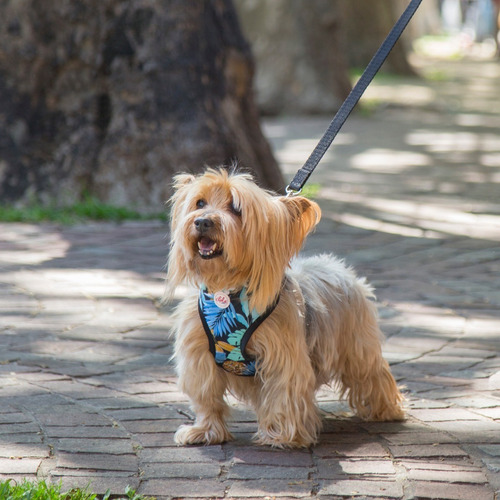 Pretal Arnes Para Perro Talle S Acolchado Lola Pets