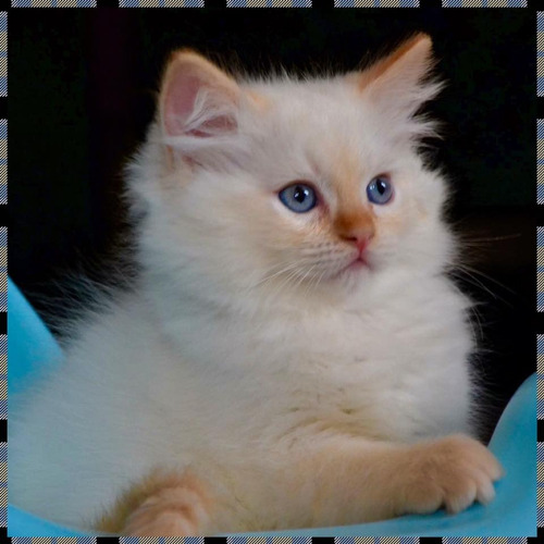 Hermosos Gatos Ragdoll Red Point¡¡¡