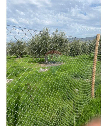 Parcela De Olivos, San Felipe