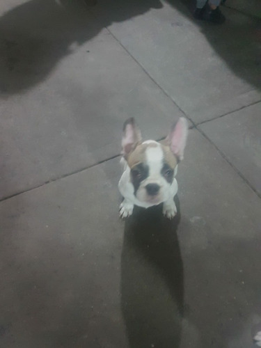 Bulldog Francés Machos Excelente Calidad 10 Meses 