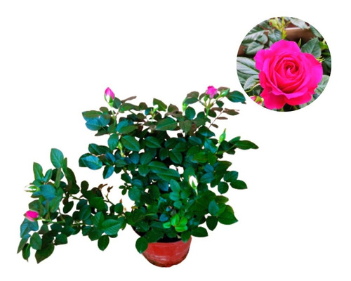 Muda De Mini Rosa Cor Rosa No Vaso 14.