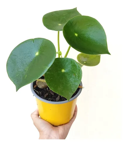 comprar Planta Peperomia Cucharita