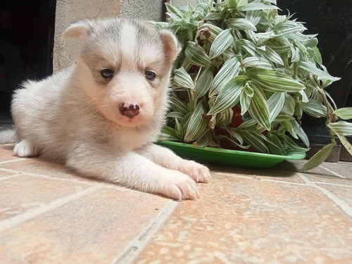 Lindos Cachorros Siberianos