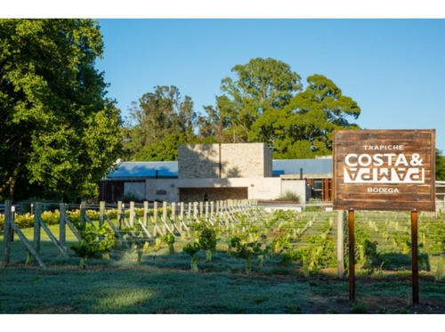 Imagen 3 de 10 de Vino Trapiche Costa & Pampa Pinot Grigio + Mix. Cuotas