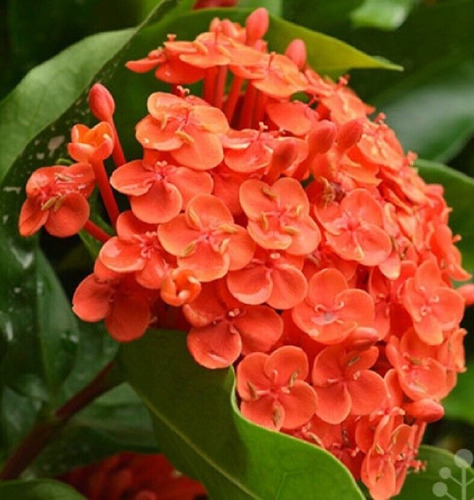 Ixora Color Naranja