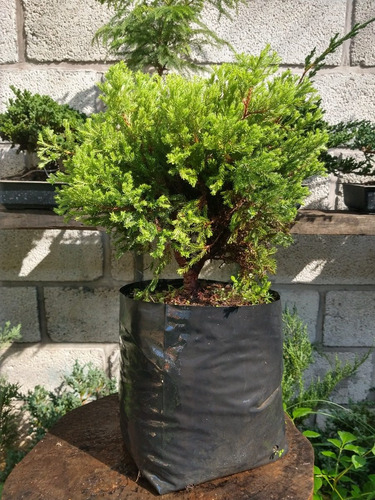 Junipero Oro Viejo Para Bonsai Juniperus. Var. Old Gold
