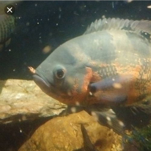 Imagem 4 de 8 de 2.600 Larvas Molitor Vivas