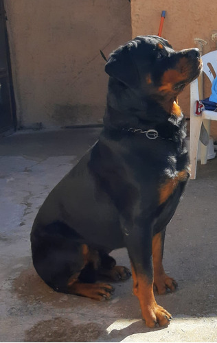 Rott Hermoso Para Monta