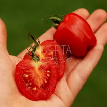 Comprar Semillas Tomate Cherry Tomatoberry! Únicos! Super Productivo