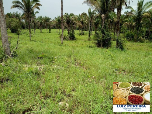 Imagem 9 de 15 de Fazenda À Venda No Vale Do Araguaia - To - De 22 Alqueirões (dupla Aptidão) - 1651