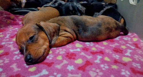Cachorros Arlequin Roja Salchicha Dachshund Mini Belleza !!! Arlequin Roja