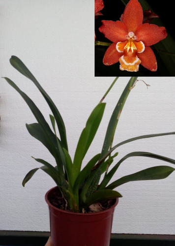 Orquídea Wilsonara Firecracker | MercadoLibre